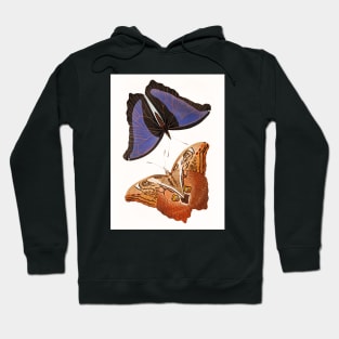 Automedon giant owl butterflies Hoodie